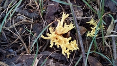 Ramaria lorithamnus