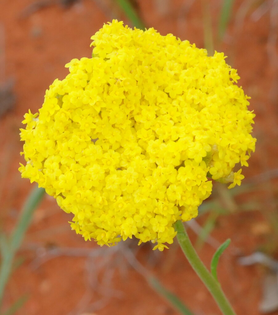 Helipterum craspedioides
