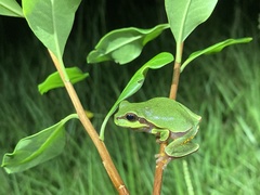 Hyla andersonii