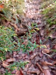 Trymalium ledifolium