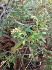 Trymalium ledifolium