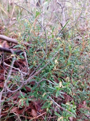 Trymalium ledifolium