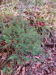 Trymalium ledifolium