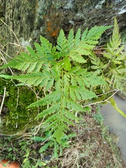 Davallia denticulata