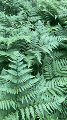 Pteridium pinetorum
