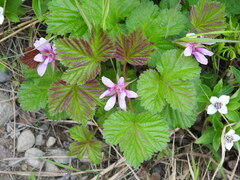 Rubus arcticus stellatus