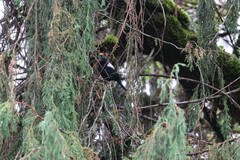 Melaniparus leuconotus