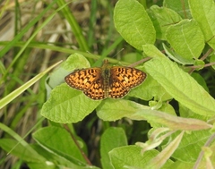 Boloria selene