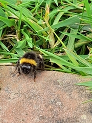 Bombus