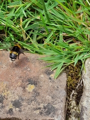 Bombus