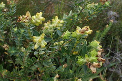 Penaea cneorum gigantea