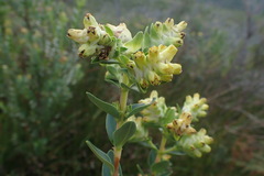Penaea cneorum gigantea