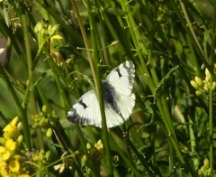 Euchloe simplonia