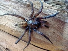 Hexathele hochstetteri