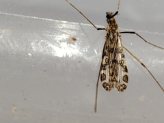 Ilisia maculata