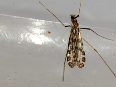 Ilisia maculata