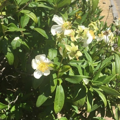 Carpenteria