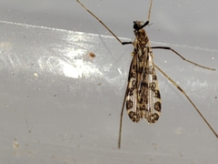 Ilisia maculata