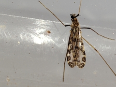 Ilisia maculata