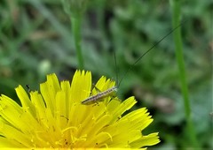Conocephalus brevipennis