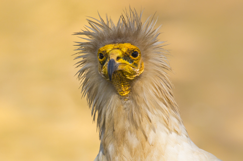 Vautour percnoptère