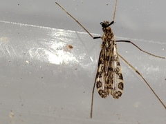 Ilisia maculata