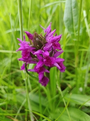 Dactylorhiza purpurella