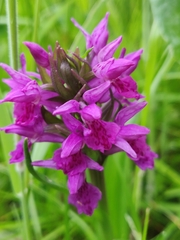 Dactylorhiza purpurella