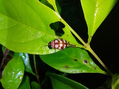 Alagoasa decemguttata