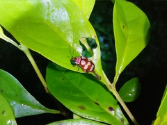 Alagoasa decemguttata