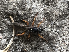 Diphyus quadripunctorius