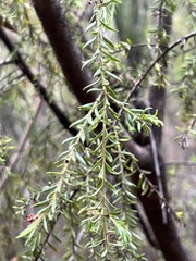 Persoonia hirsuta