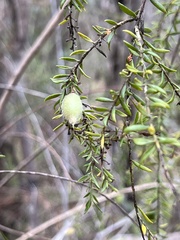 Persoonia hirsuta