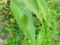 Graphium agamemnon