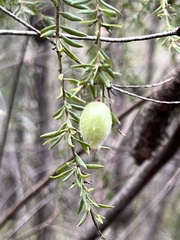 Persoonia hirsuta