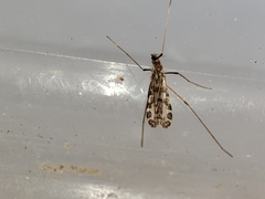 Ilisia maculata