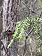 Persoonia hirsuta