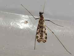 Ilisia maculata