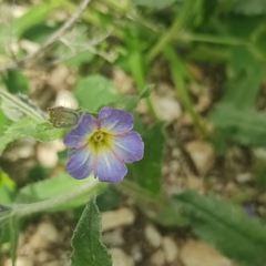 Nonea versicolor