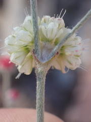 Eriogonum mensicola