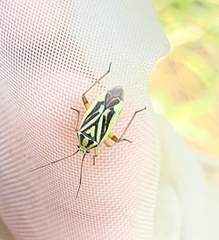 Brachycoleus decolor