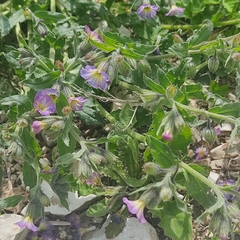 Nonea versicolor
