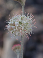 Eriogonum mensicola