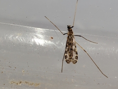 Ilisia maculata