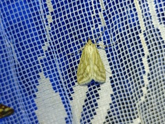 Loxostege virescalis