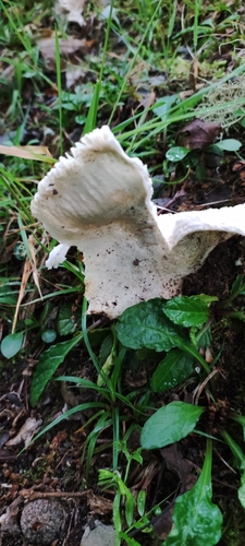 Russula virescens — (c) Jose Castro, some rights reserved (CC BY)