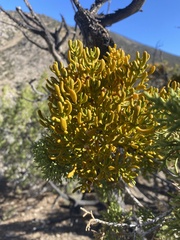 Phoradendron bolleanum densum