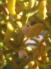 Phoradendron bolleanum densum