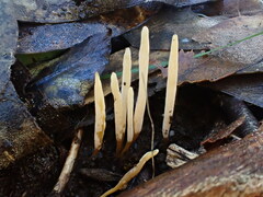 Clavaria tenuipes