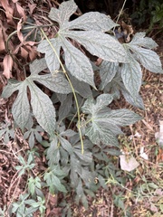 Diplocyclos palmatus
